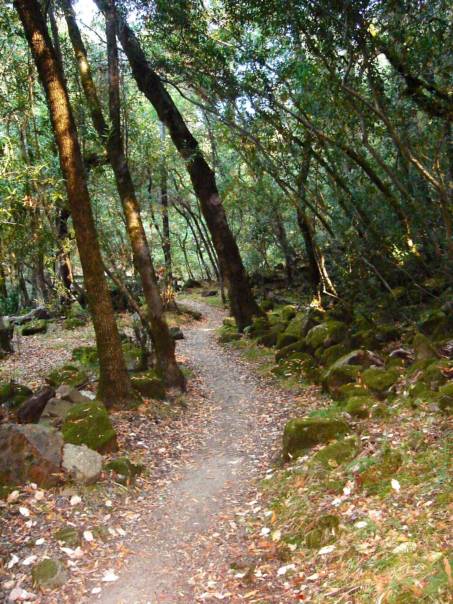 California Forest